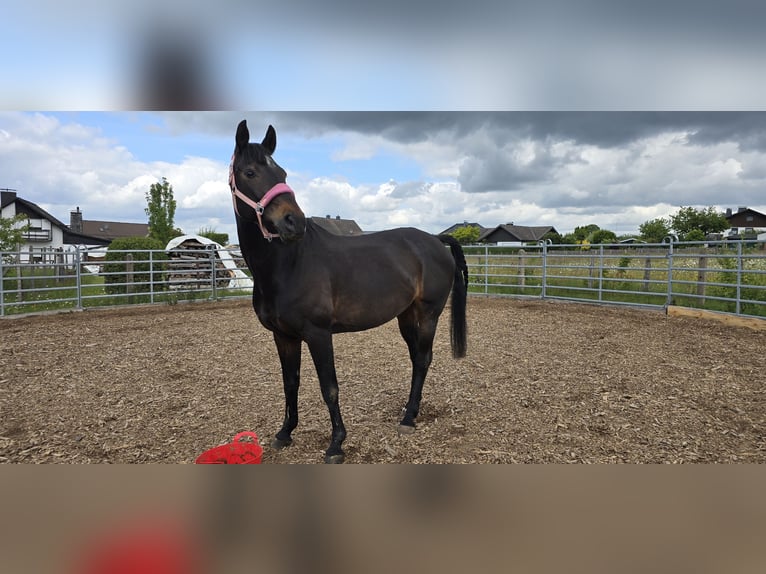 Westphalian Mare 19 years 15,1 hh Bay-Dark in Hagen