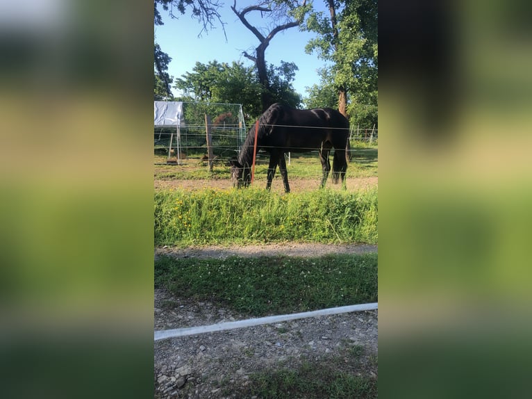Westphalian Mare 19 years 15,1 hh Bay-Dark in Hagen