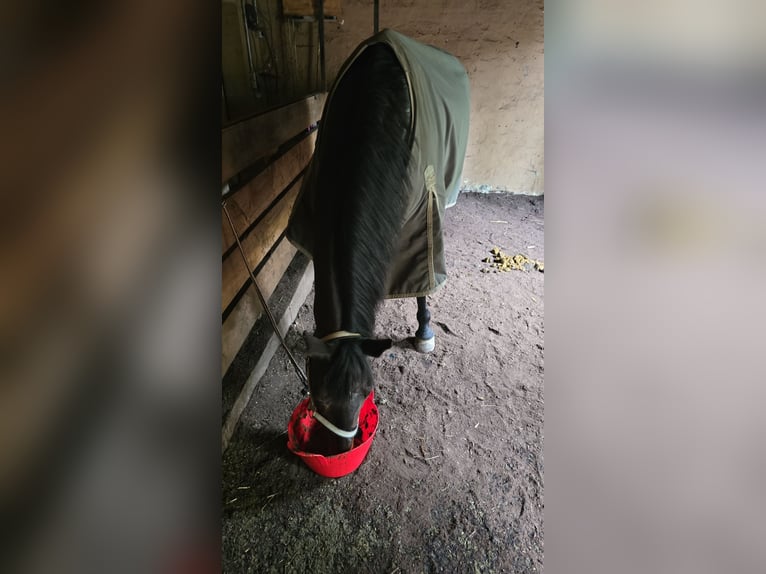 Westphalian Mare 19 years 15,1 hh Bay-Dark in Hagen