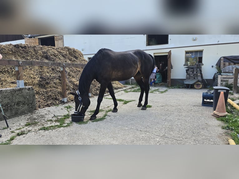 Westphalian Mare 19 years 15,1 hh Bay-Dark in Hagen