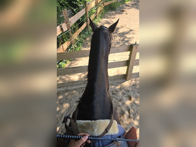 Westphalian Mare 19 years 15,1 hh Bay-Dark in Hagen