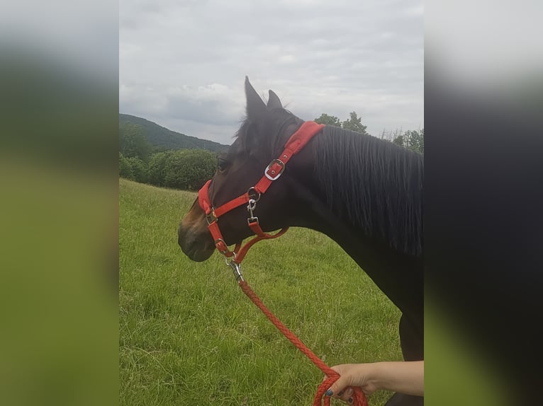 Westphalian Mare 19 years 15,1 hh Bay-Dark in Hagen