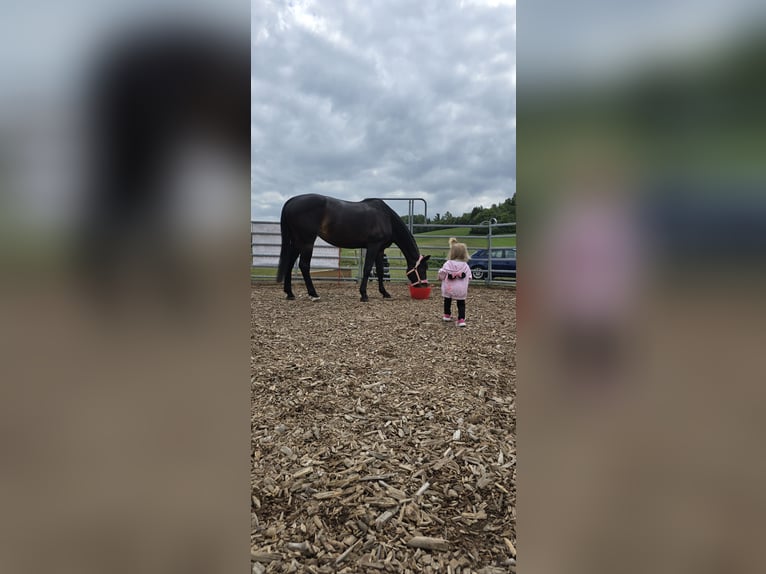 Westphalian Mare 19 years 15,1 hh in Hagen