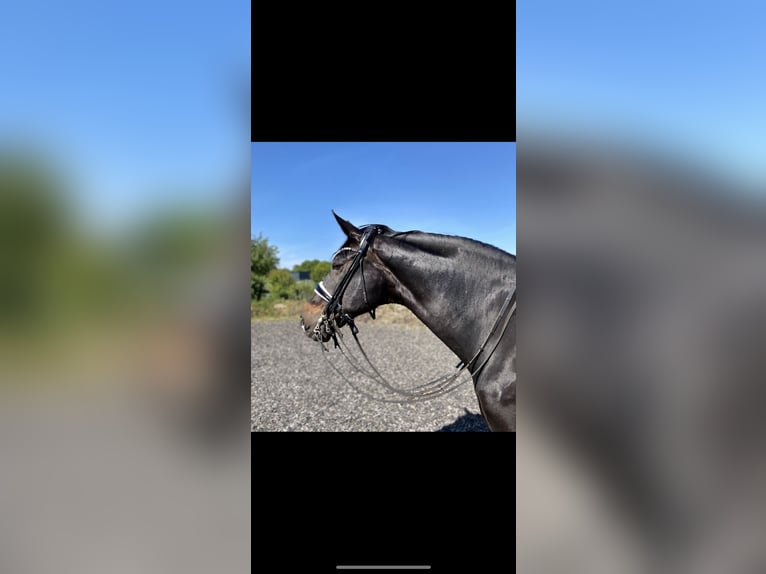 Westphalian Mare 19 years 16.1 hh Bay-Dark in Höxter