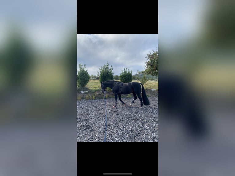 Westphalian Mare 19 years 16.1 hh Bay-Dark in Höxter