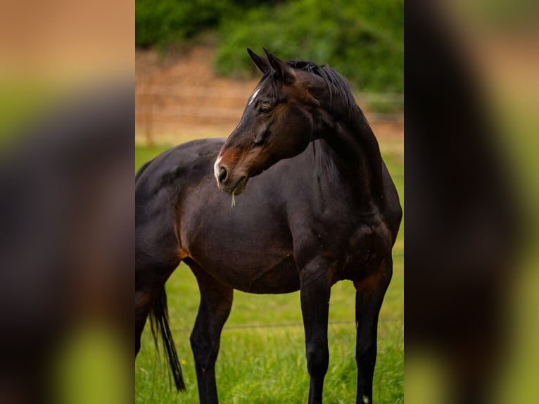 Westphalian Mare 19 years 16.2 hh Smoky-Black in Langerwehe
