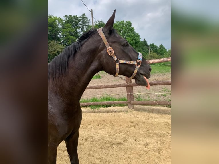 Westphalian Mare 19 years 16 hh Black in KleinblittersdorfKleinblittersdorf