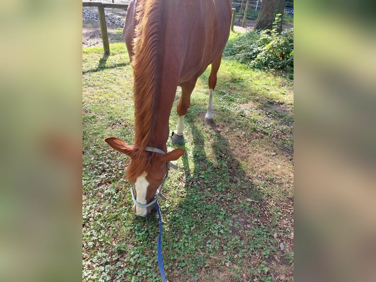 Westphalian Mare 19 years 16 hh Chestnut-Red in Köln