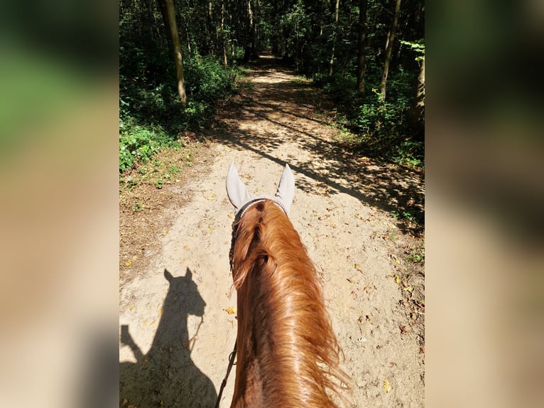 Westphalian Mare 19 years 16 hh Chestnut-Red in Köln