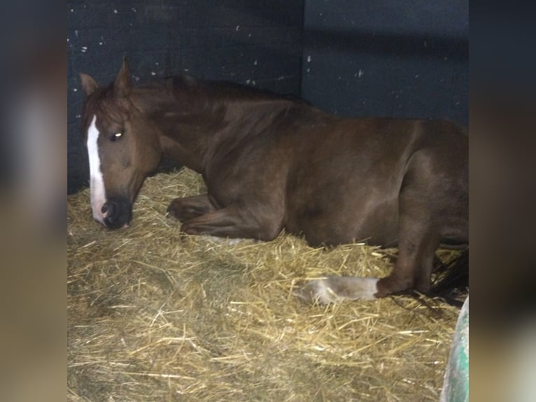 Westphalian Mare 19 years 16 hh Chestnut-Red in Köln