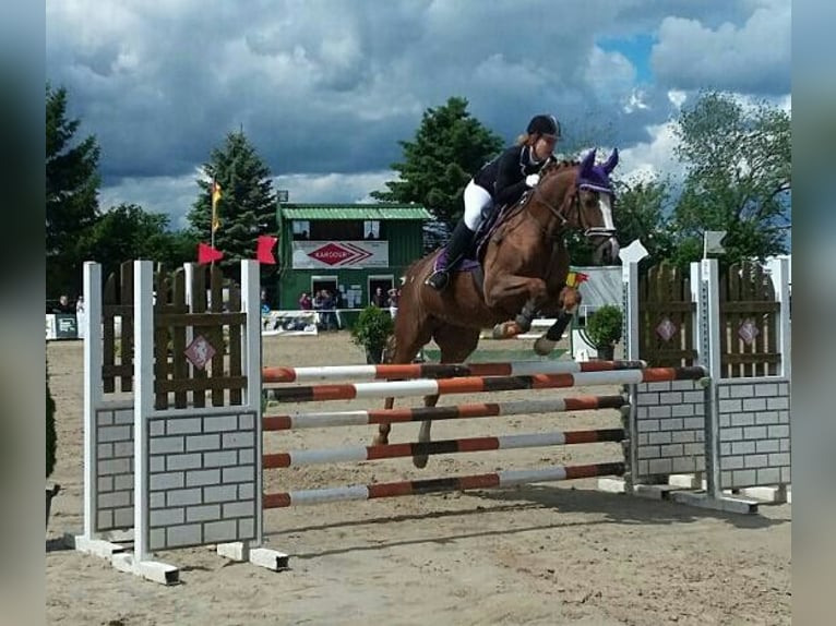 Westphalian Mare 19 years 16 hh Chestnut-Red in Köln