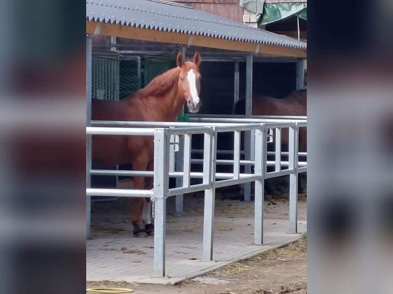 Westphalian Mare 19 years 16 hh Chestnut-Red in Köln