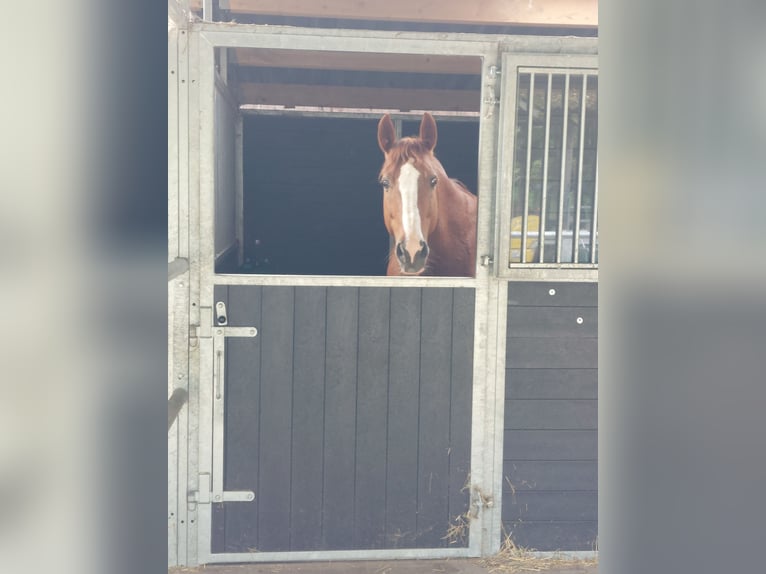 Westphalian Mare 19 years 16 hh Chestnut-Red in Köln