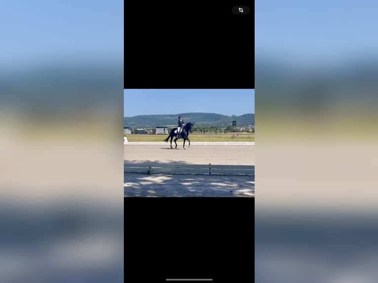 Westphalian Mare 19 years 16,1 hh Bay-Dark in Höxter