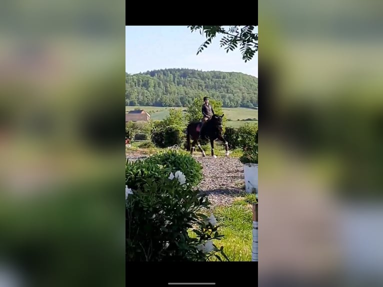 Westphalian Mare 19 years 16,1 hh Bay-Dark in Höxter