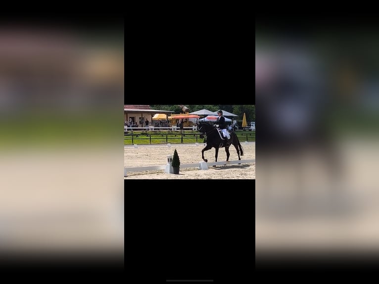 Westphalian Mare 19 years 16,1 hh Bay-Dark in Höxter