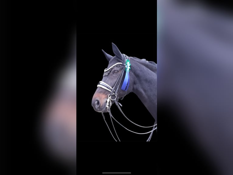 Westphalian Mare 19 years 16,1 hh Bay-Dark in Höxter