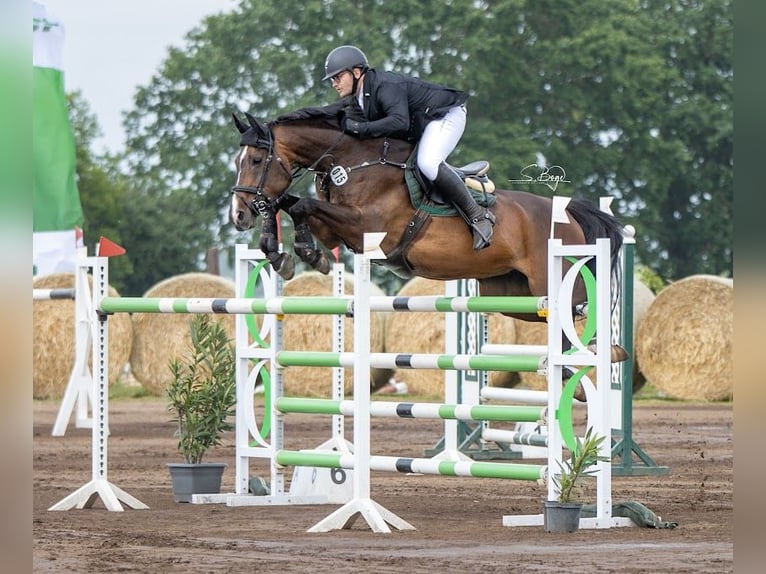 Westphalian Mare 19 years 16,1 hh Brown in Ribnitz-Damgarten