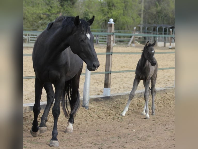 Westphalian Mare 19 years 16,2 hh Black in Münster