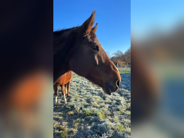 Westphalian Mare 19 years 16,2 hh Brown in Harsewinkel Westphalian Mare 19 years 16,2 hh Brown in Harsewinkel