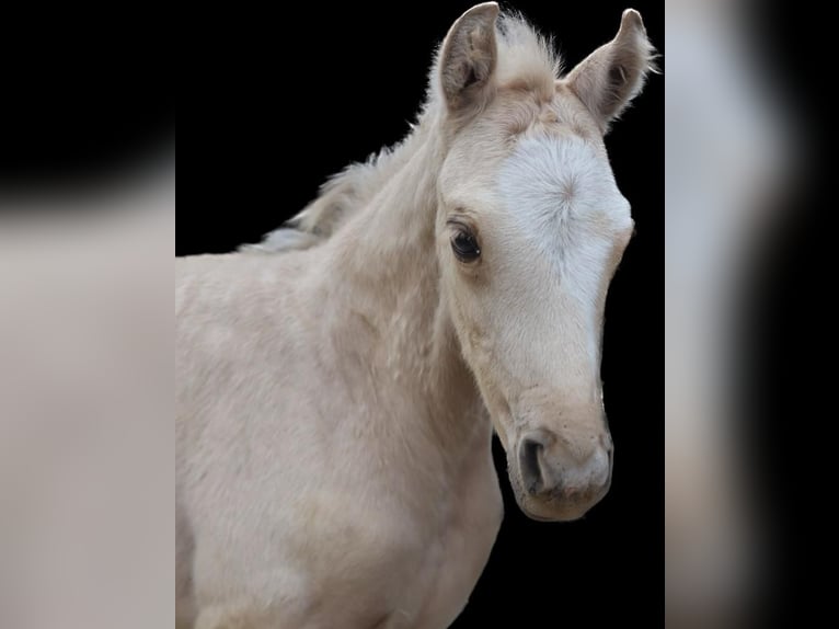 Westphalian Mare 1 year 14,2 hh Palomino in Zell