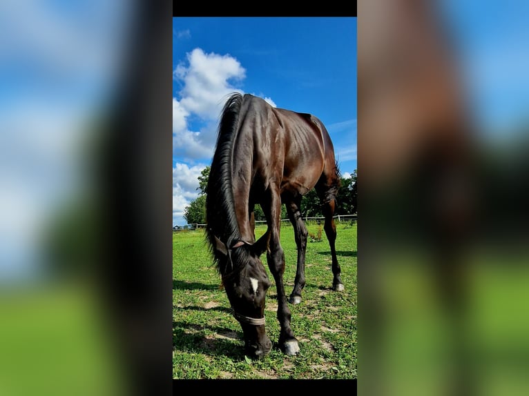 Westphalian Mare 1 year 15,2 hh Bay-Dark in Hoya Westphalian Mare 1 year 15,2 hh Bay-Dark in Hoya