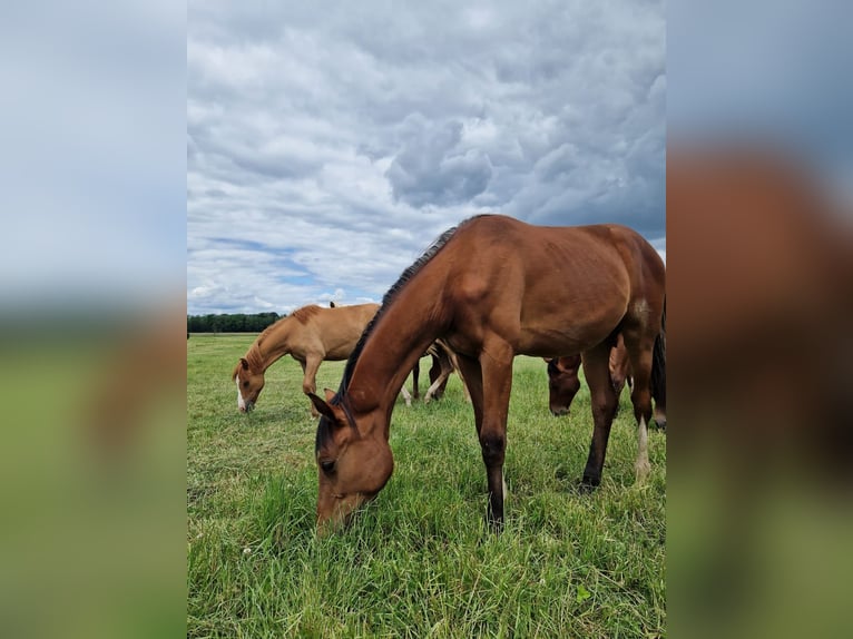 Westphalian Mare 1 year 16,2 hh Brown in Iserlohn