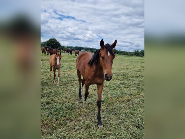 Westphalian Mare 1 year 16,2 hh Brown in Iserlohn