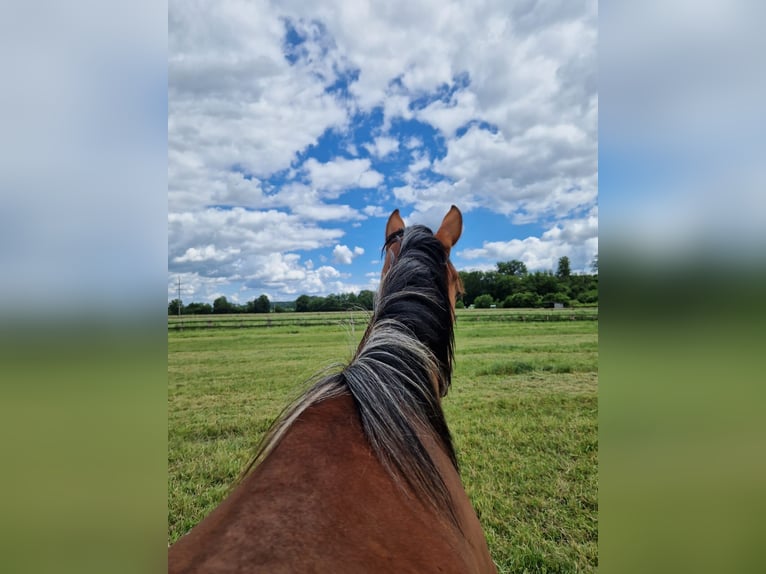 Westphalian Mare 1 year 16,2 hh Brown in Iserlohn