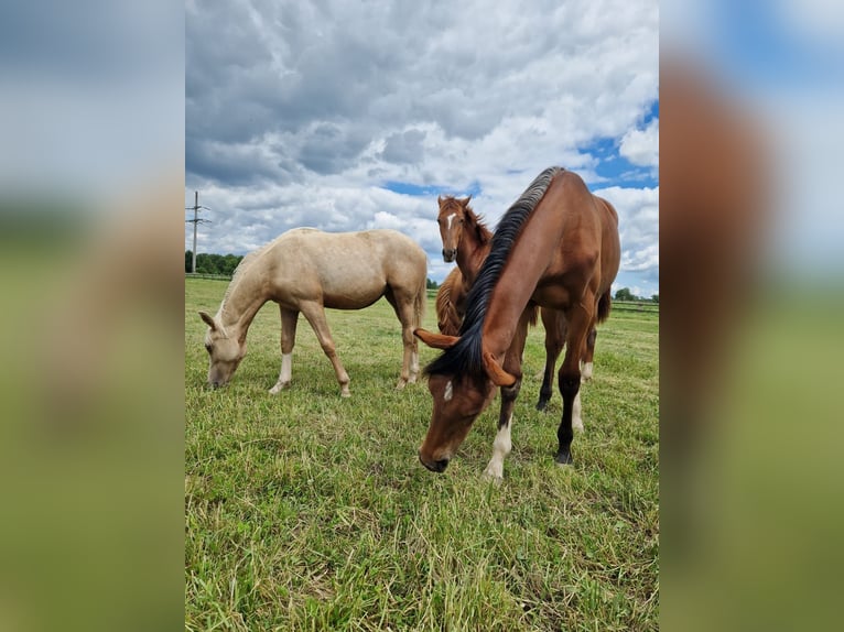 Westphalian Mare 1 year 16,2 hh Brown in Köthen