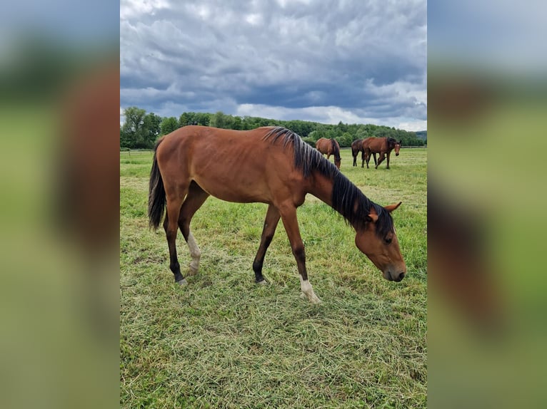 Westphalian Mare 1 year 16,2 hh Brown in Köthen