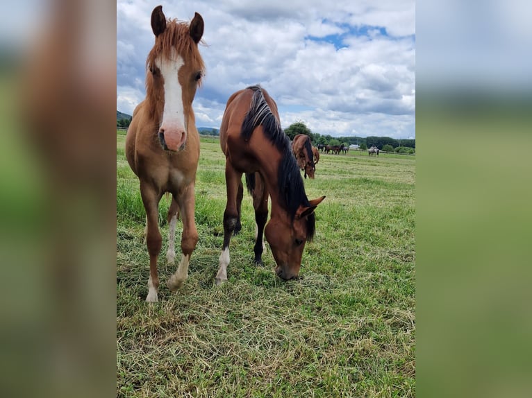 Westphalian Mare 1 year 16,2 hh Brown in Köthen