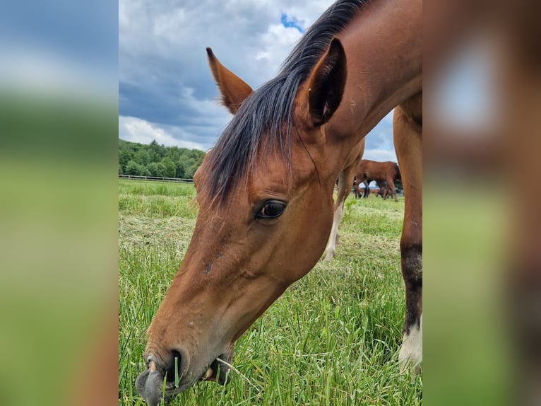 Westphalian Mare 1 year 16,2 hh Brown in Köthen