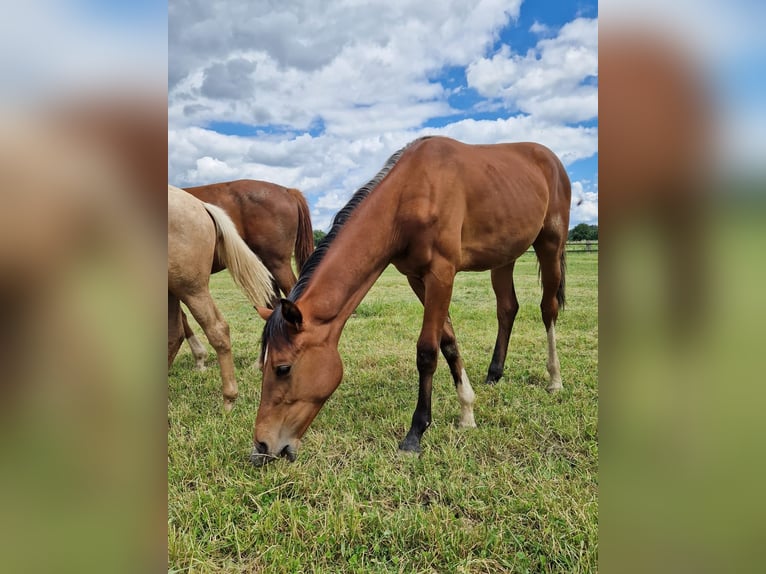 Westphalian Mare 1 year 16,2 hh Brown in Köthen