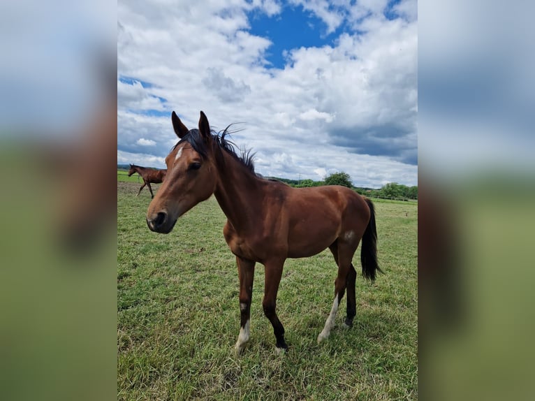 Westphalian Mare 1 year 16,2 hh Brown in Köthen