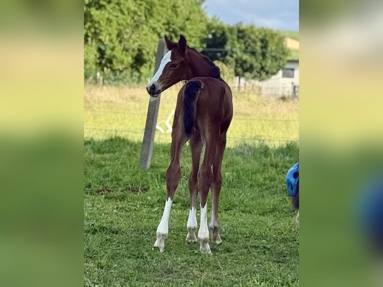 Westphalian Mare 1 year 16.2 hh Brown in Emmerthal