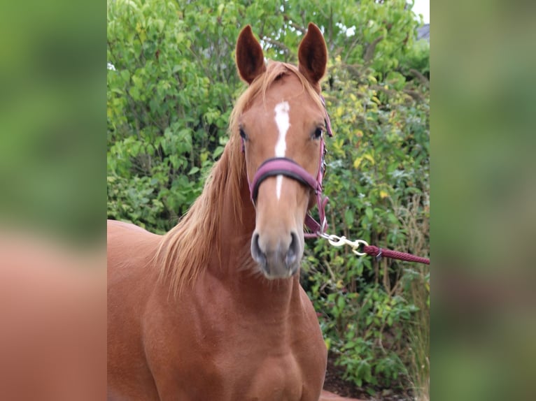Westphalian Mare 1 year 16.2 hh Chestnut-Red in Legden