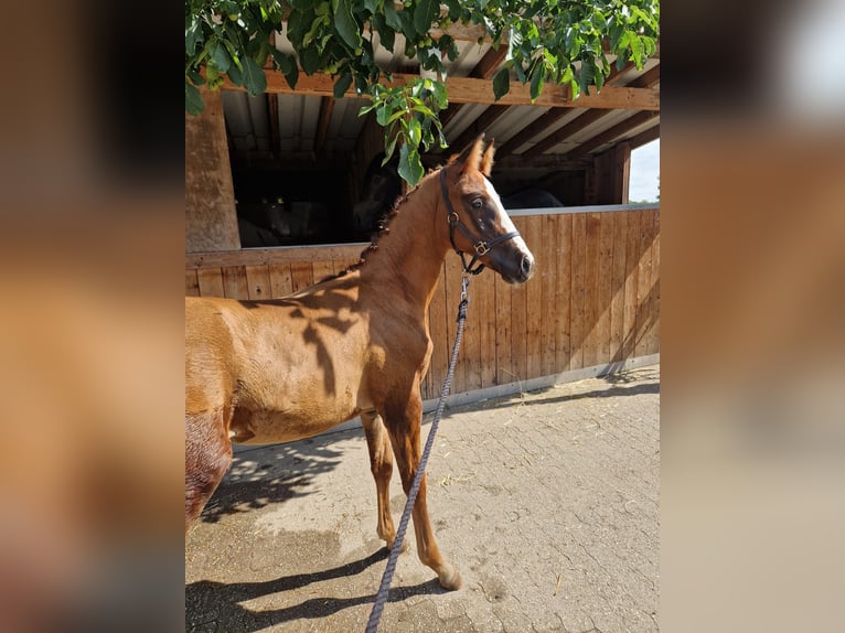 Westphalian Mare 1 year 16.3 hh Chestnut-Red in Velen