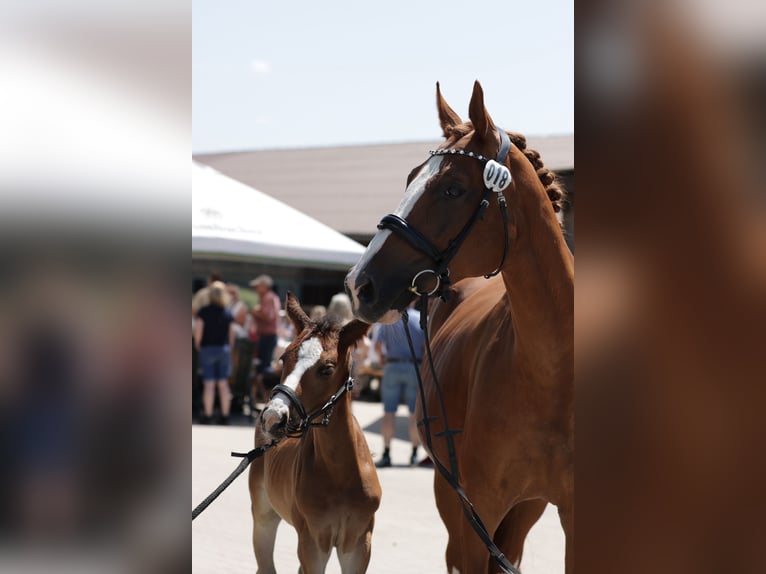 Westphalian Mare 1 year 16 hh Bay-Dark in Siegen