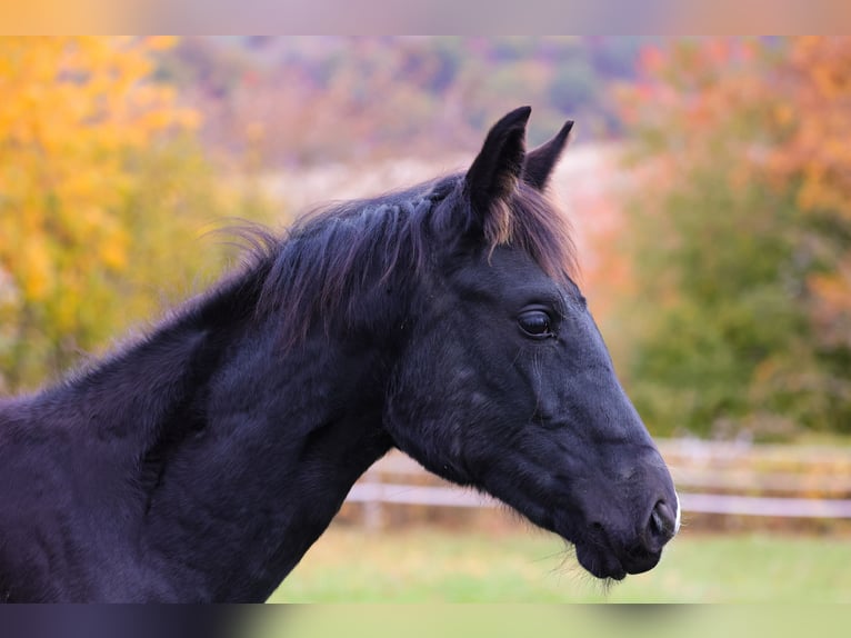 Westphalian Mare 1 year 16,1 hh Black in Vöhl