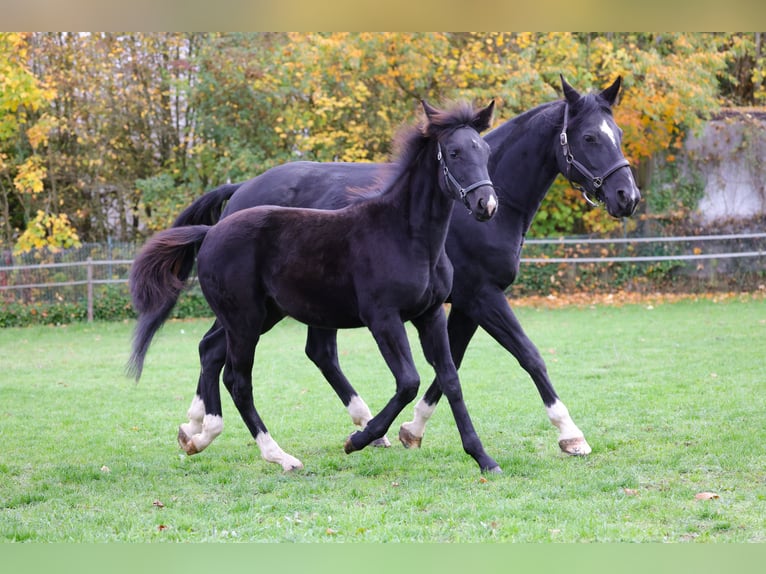 Westphalian Mare 1 year 16,1 hh Black in Vöhl
