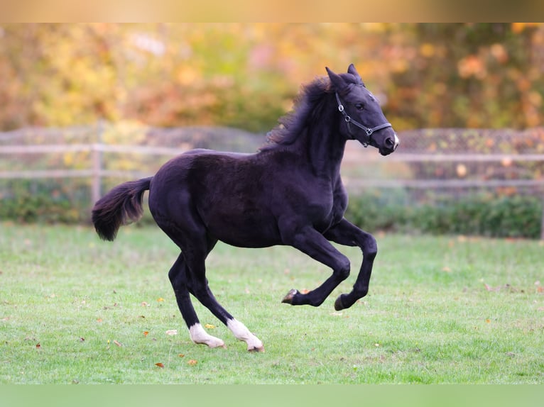 Westphalian Mare 1 year 16,1 hh Black in Vöhl