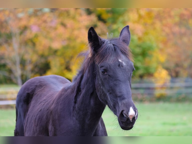 Westphalian Mare 1 year 16,1 hh Black in Vöhl