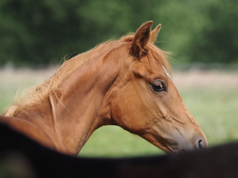 Westphalian Mare 1 year 16,1 hh Chestnut-Red in R&#xFC;mpel