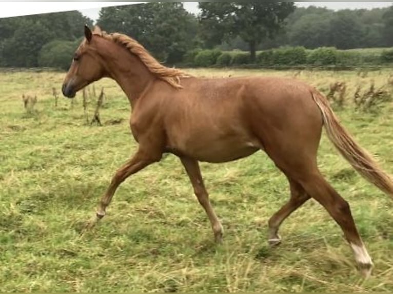 Westphalian Mare 1 year 16,1 hh Chestnut-Red in R&#xFC;mpel