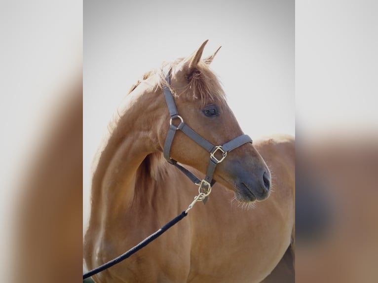 Westphalian Mare 1 year 16,1 hh Chestnut-Red in R&#xFC;mpel