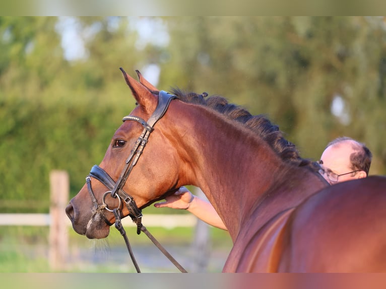 Westphalian Mare 1 year 16,2 hh Bay-Dark in Lippstadt