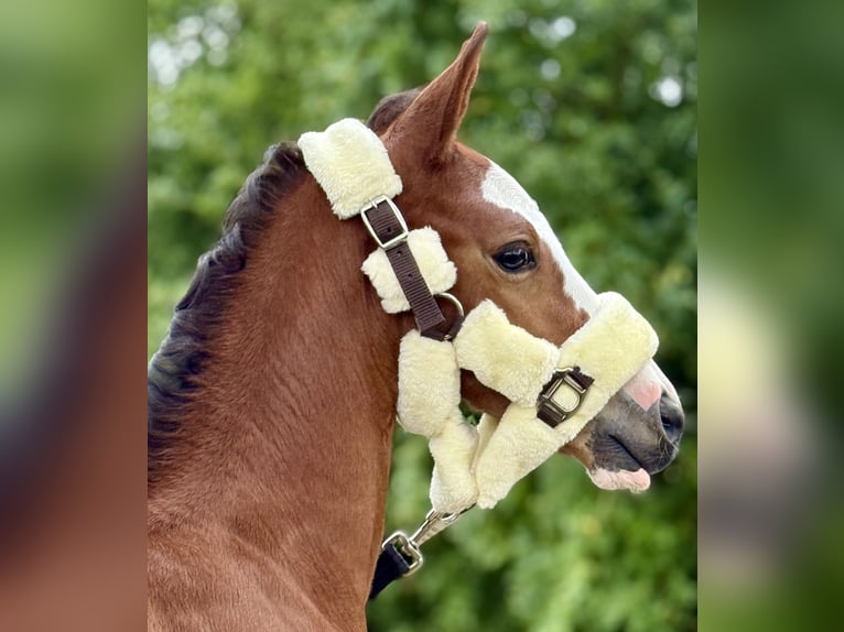Westphalian Mare 1 year 16,2 hh Brown in Emmerthal