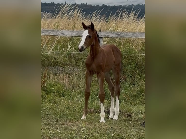 Westphalian Mare 1 year 16,2 hh Brown in Emmerthal