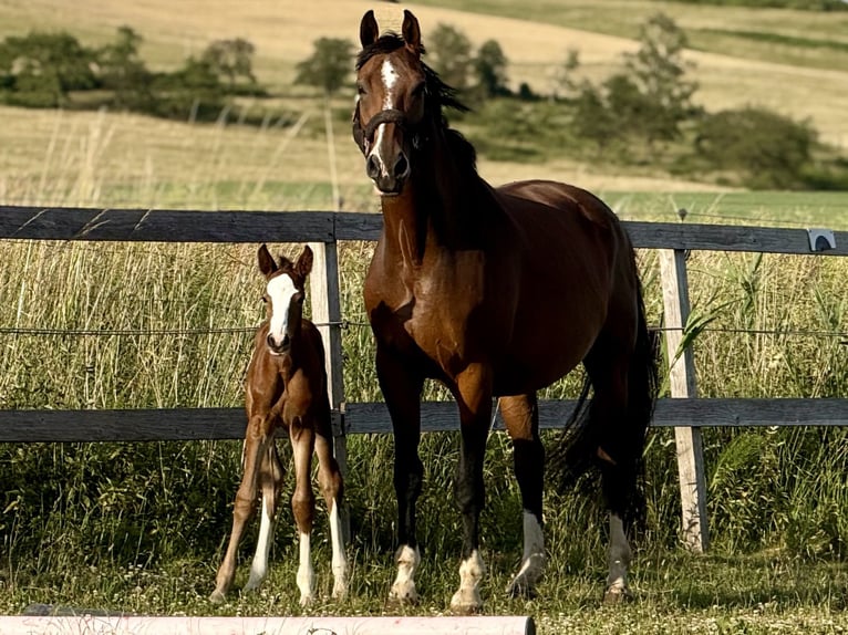 Westphalian Mare 1 year 16,2 hh Brown in Emmerthal